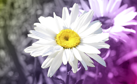 Sector Floricultor